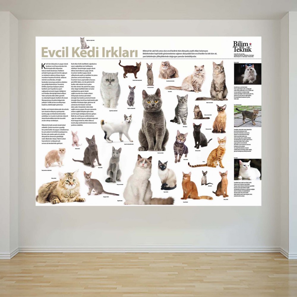 Evcil Kedi Irkları - Okul Posteri - PO1021