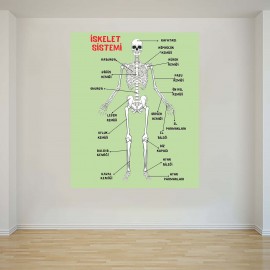 İskelet Sistemi - Okul Posteri - PO1169